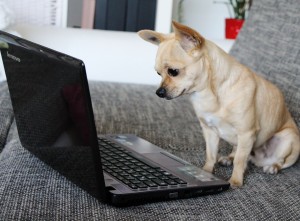 Online Welt Chihuahua