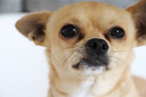 Typisch Chihuahua