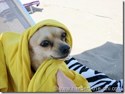 Urlaub am Hundestrand "Doggy Beach" in Lignano