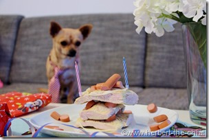 Ein Chihuahua feiert Geburtstag
