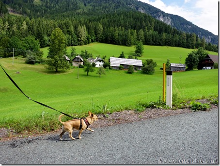 Kärnten Wandern Hund Hochobir