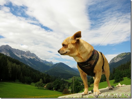 Kärnten Wandern Hund Hochobir