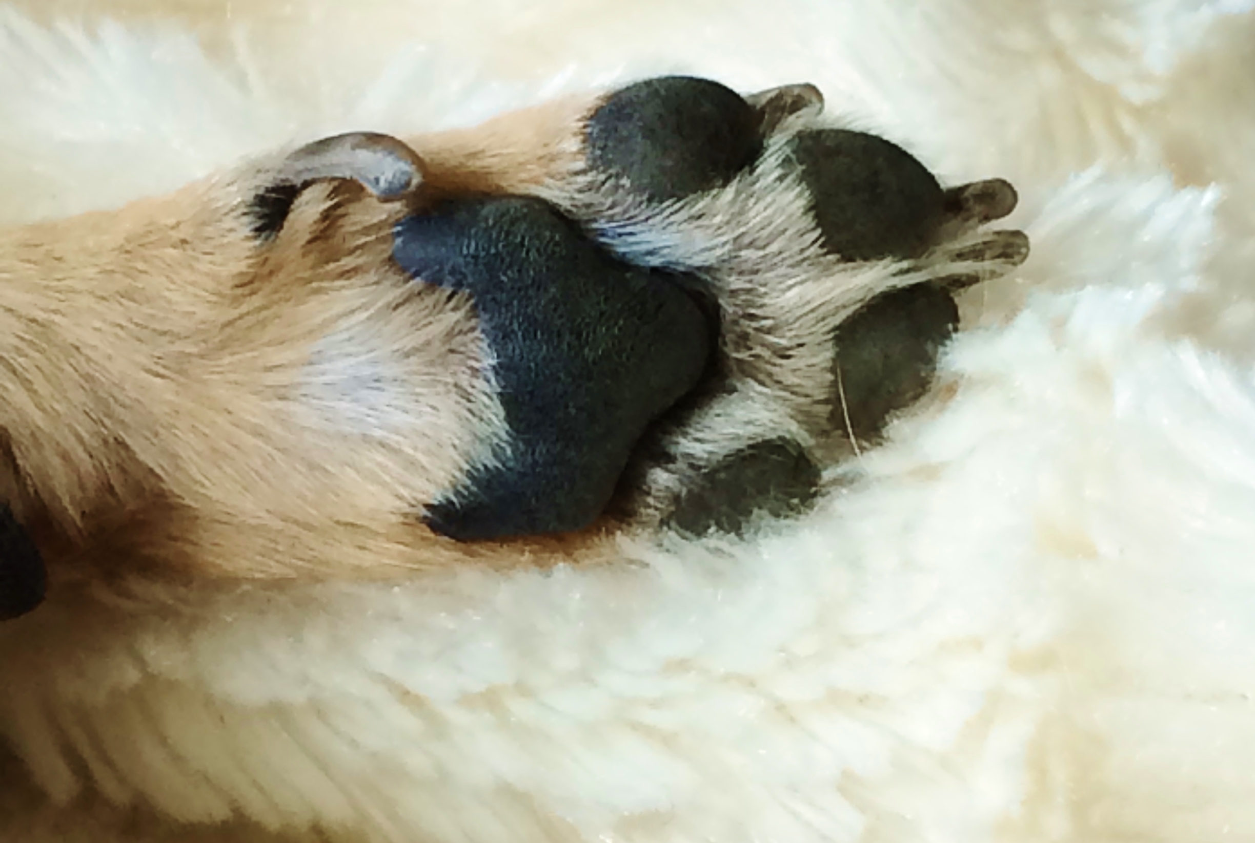 Pfotenschutz für Hunde Herbert the Chi