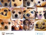 karen-zack-chihuahua-or-muffin
