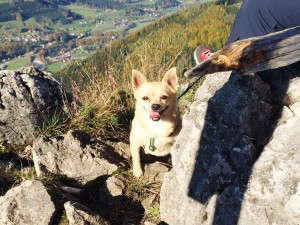 Moasnkogerl Gipfel Hund
