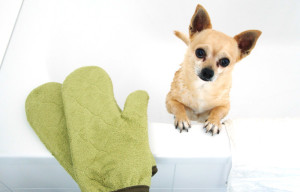 DryGloves Trockenhandschuhe Hund